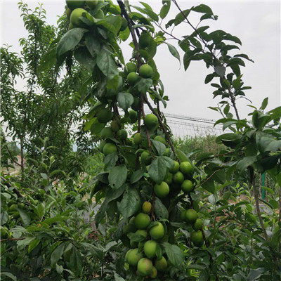 海南澳李14號(hào)李子苗小苗種植技術(shù)與經(jīng)營(yíng)策略