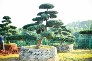 高品質(zhì)造型羅漢松 湖南供應(yīng)與天津市場(chǎng)價(jià)格解析