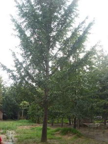 綠色生機的源泉 探訪招遠市興義苗木種植專業合作社